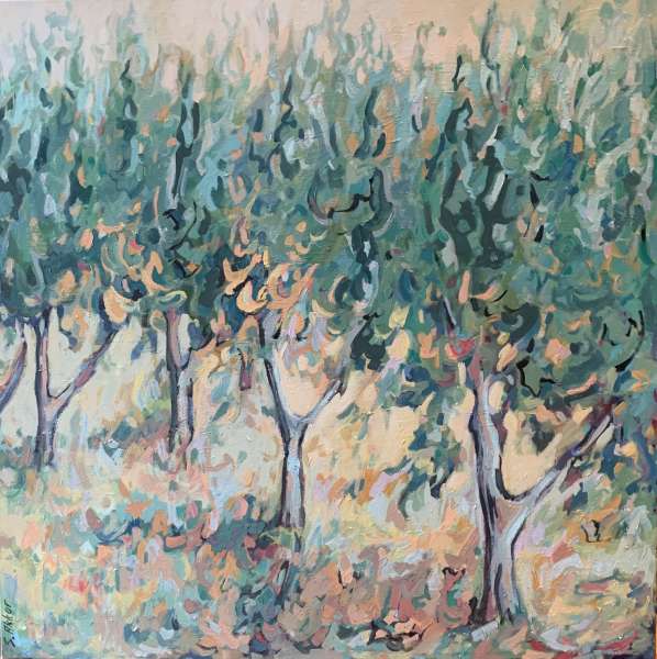 Olive Trees , Italian Countryside